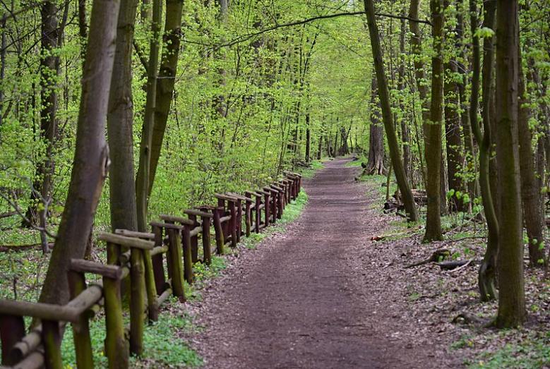 Rezerwat przyrody Las Bielański